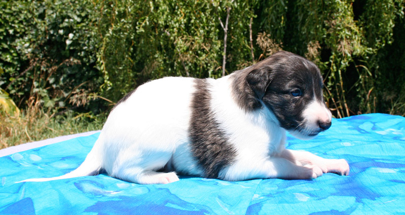 Surf Spots - Boy 2 Right